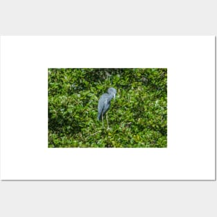 Little Blue Heron Posters and Art